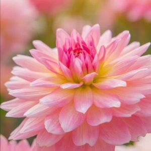 Meet your Posher, Leticia